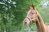 http://www.Reittherapie-BadSalzuflen.de
